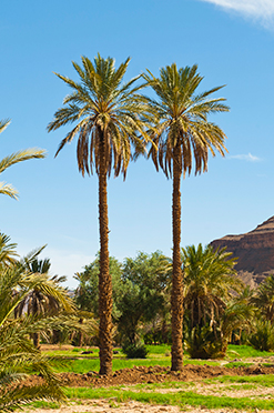 Siwa Oasis